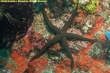 sea star